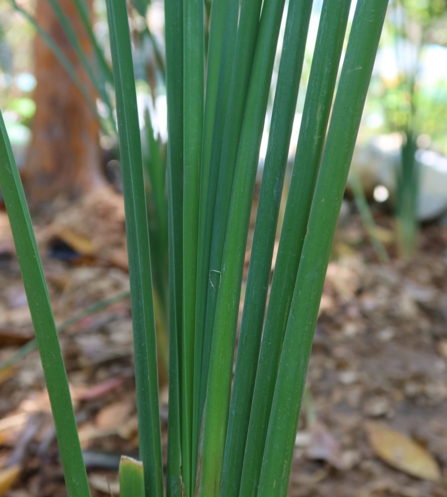 Cattail (Typha)