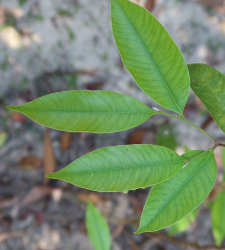 Gaharu (Agarwood)