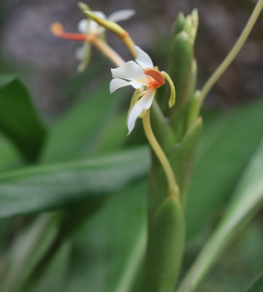 Flower of Hedychium mulunse (Kunyi Hantu)