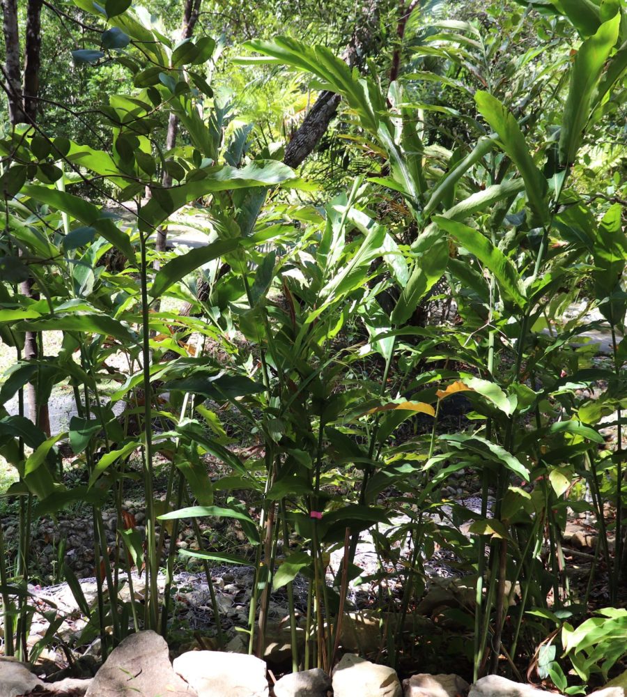 Collection of Etlingera species