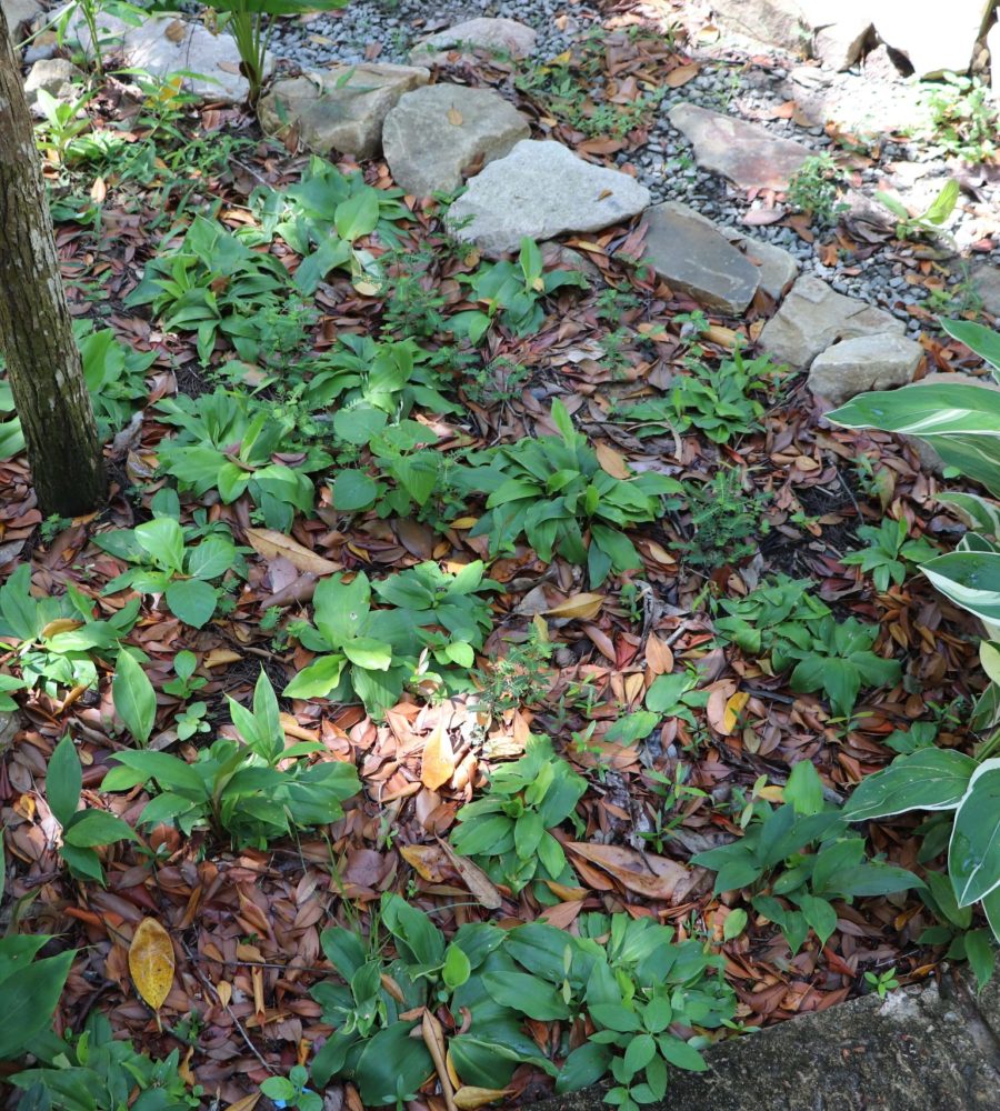 Collection of Kaempferia galanga (Cekur)