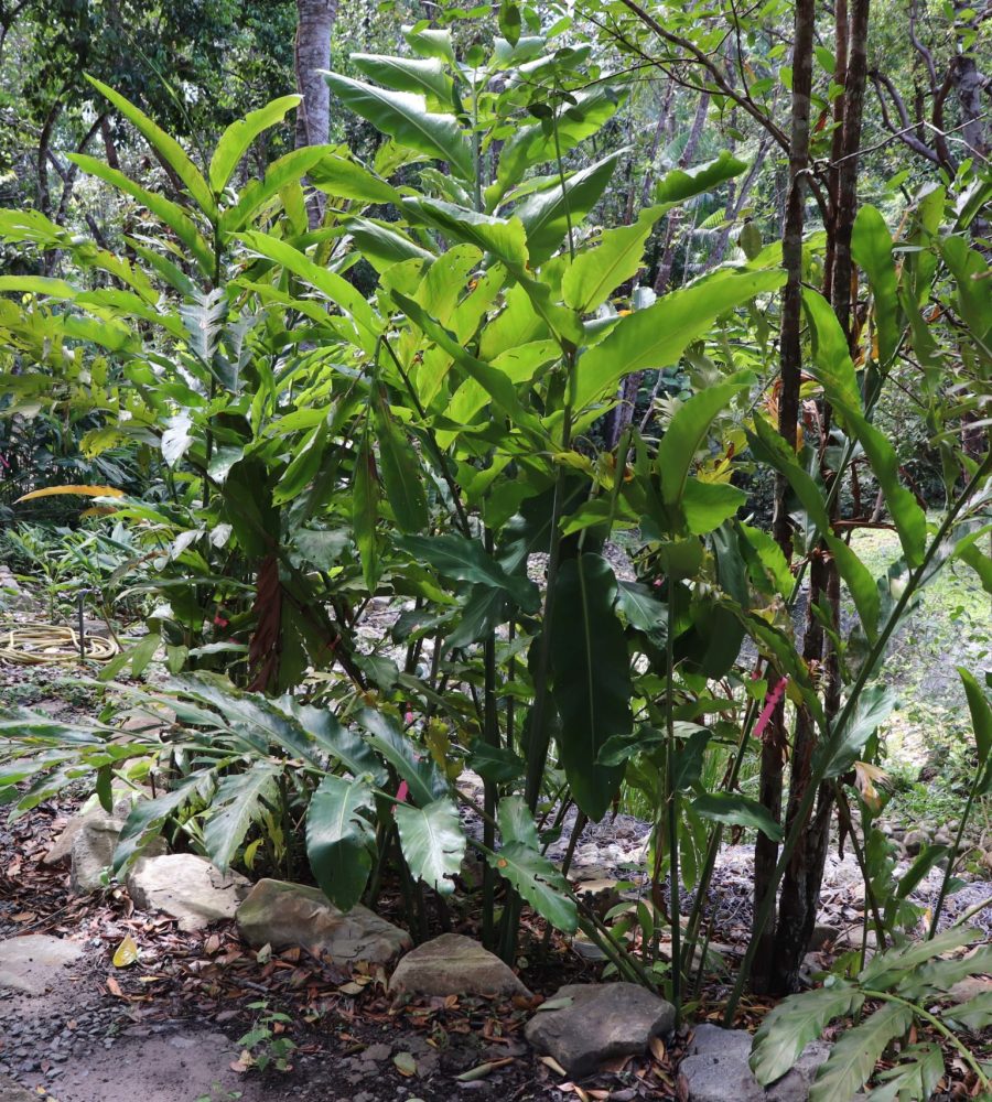 Collection of Etlingera species