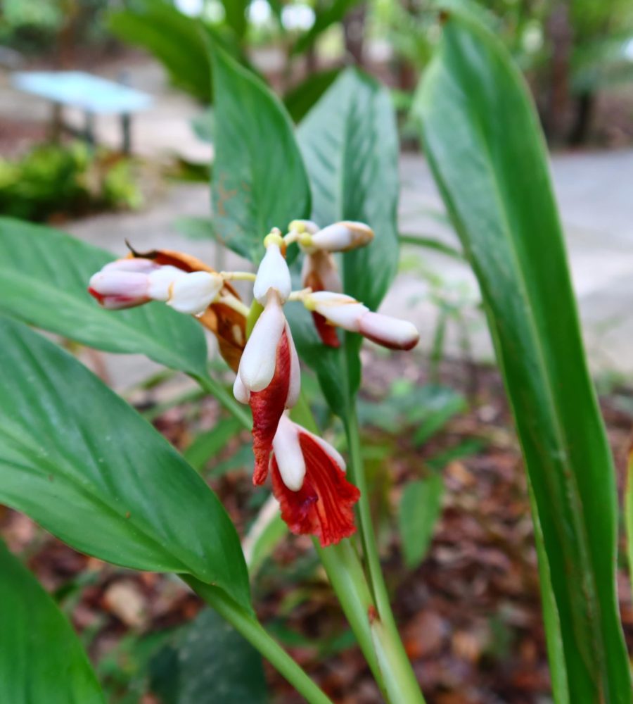 Flower of Alpinia species