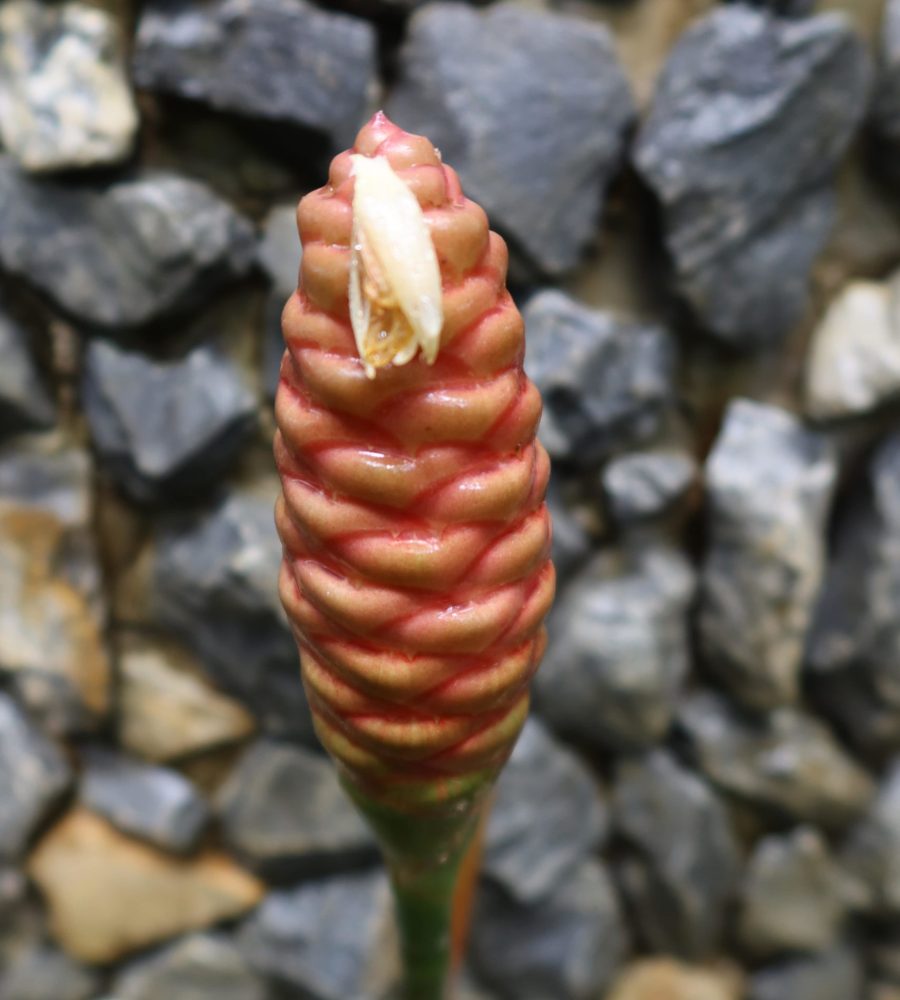 Flower of Zingiber zerumbet (Lempoyang)