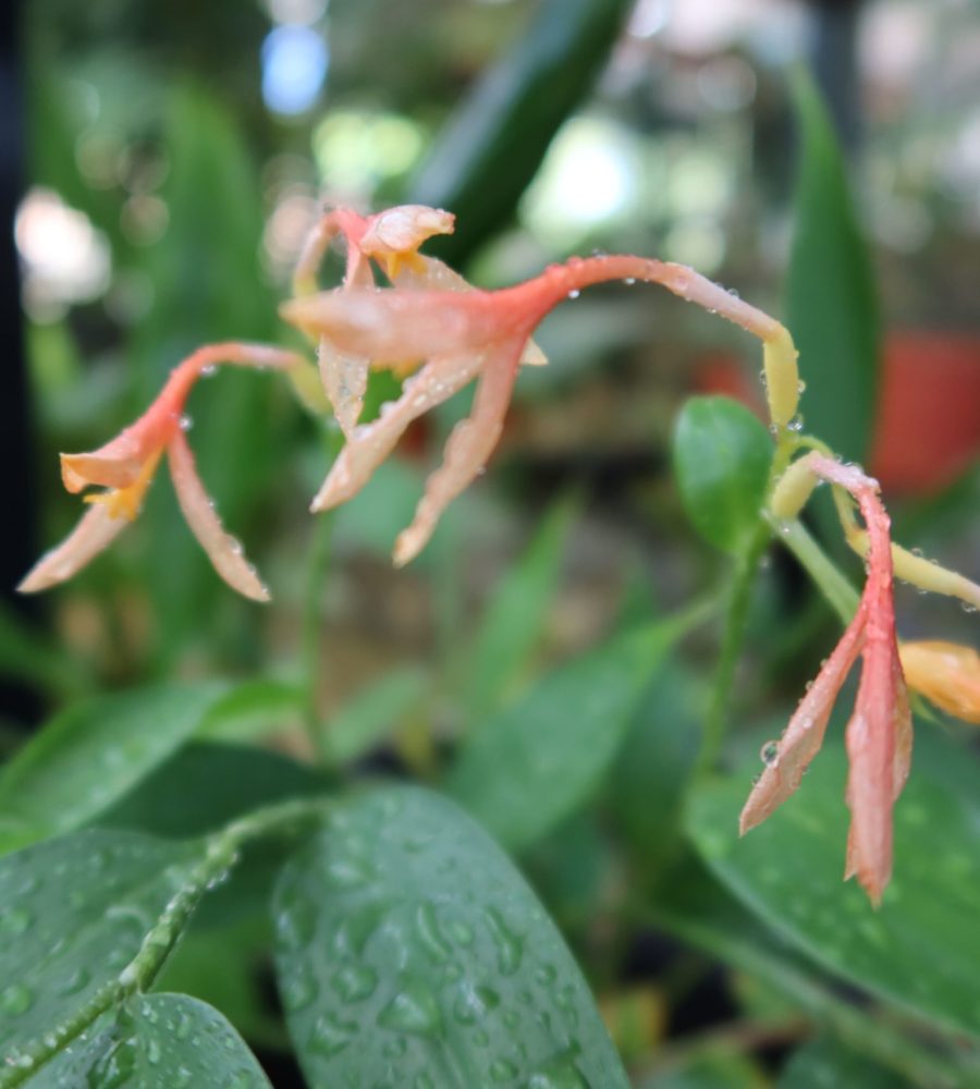 Flower of Burbidgea sp.