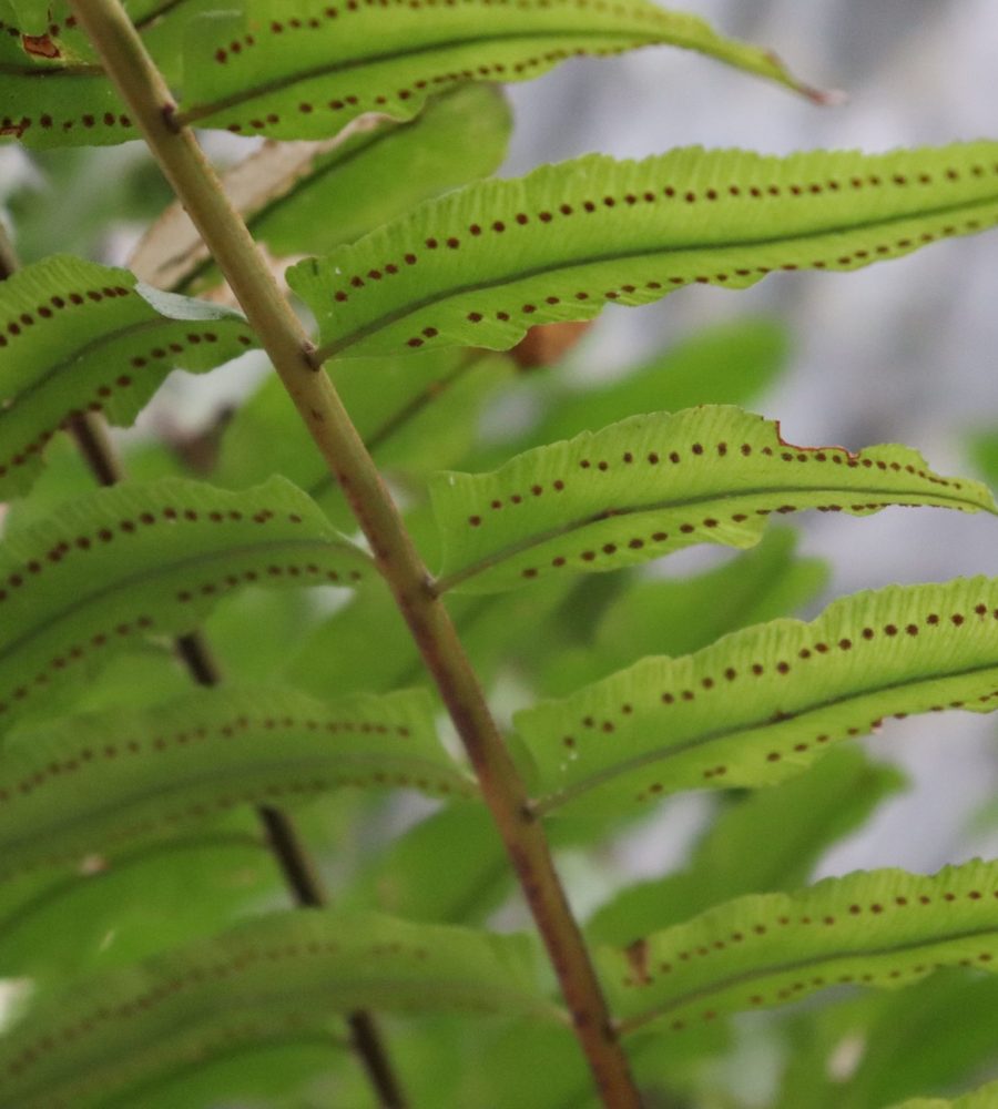 Fertile side view of the fern leaves, Nephrolepis biserrata