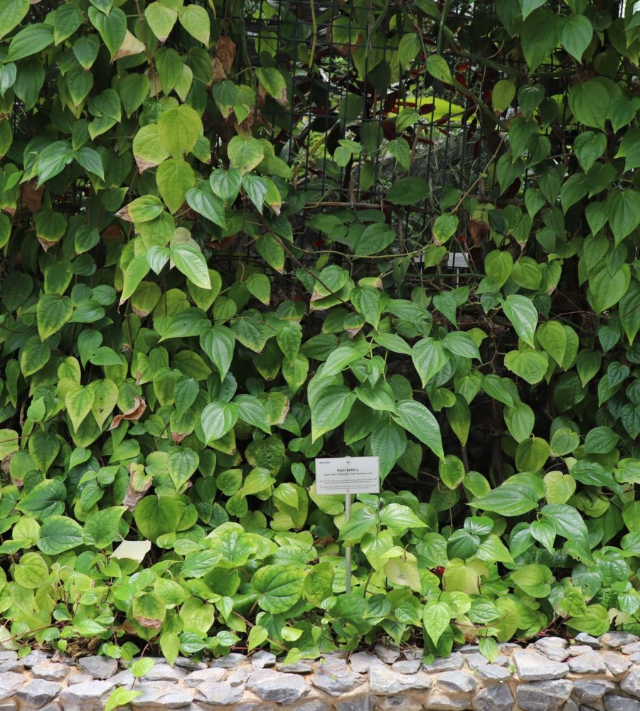 Piper betle section inside the greenhouse