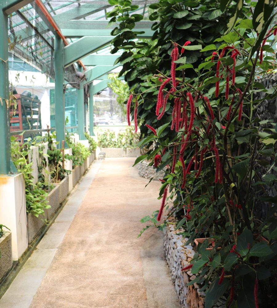 Pathway inside the greenhouse, showing the ornamental & medicinal plants such as Acalypha hispida (with red inflorescence) and Polyscias scutellaira (Kembang Semangkuk)