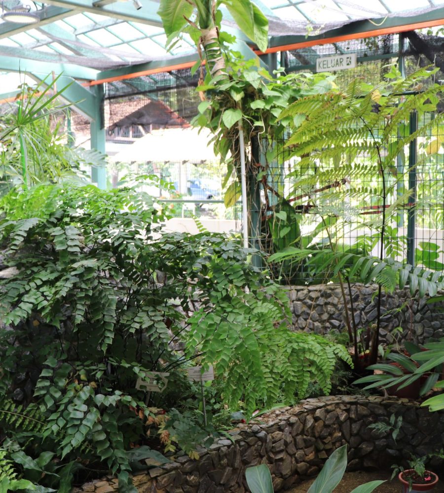 Fern section inside the greenhouse