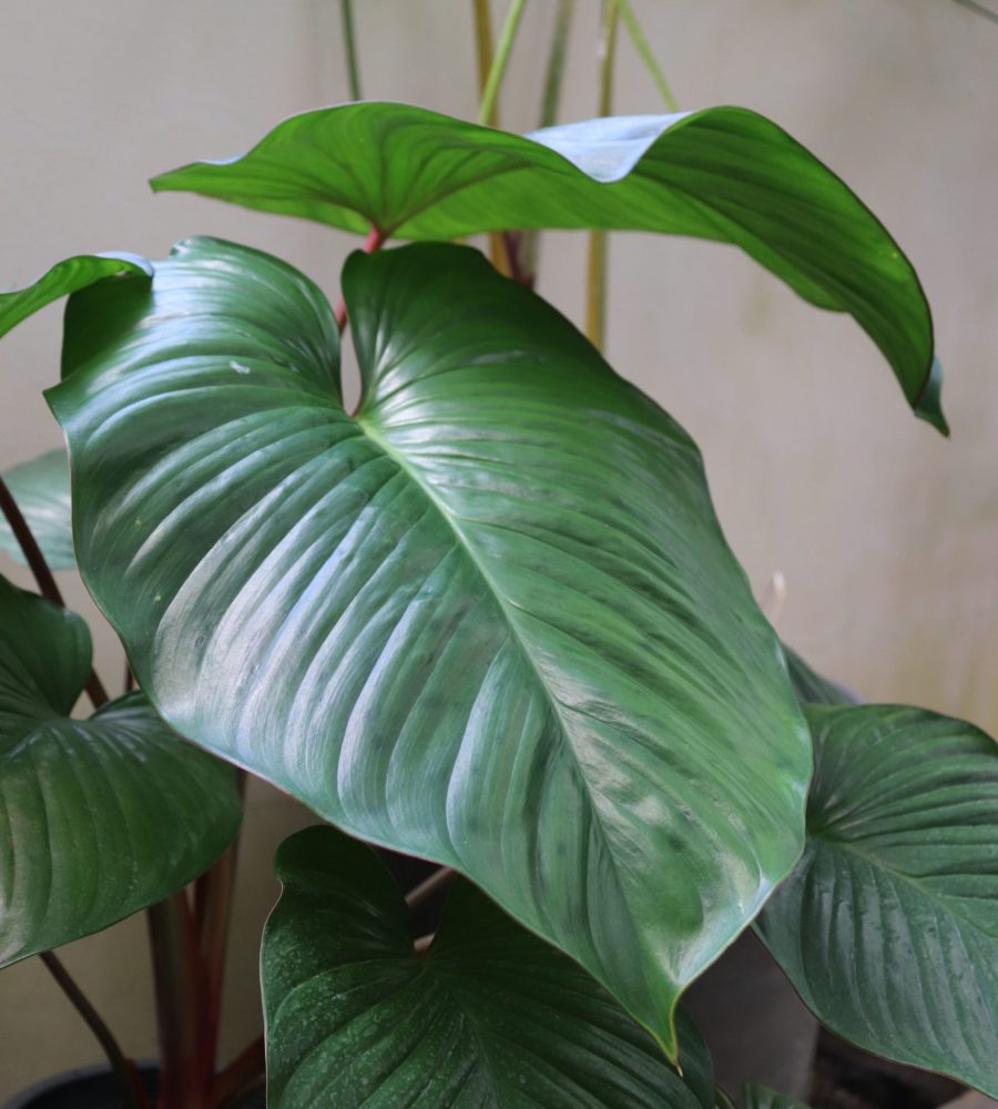 Homalomena sp. (Araceae)