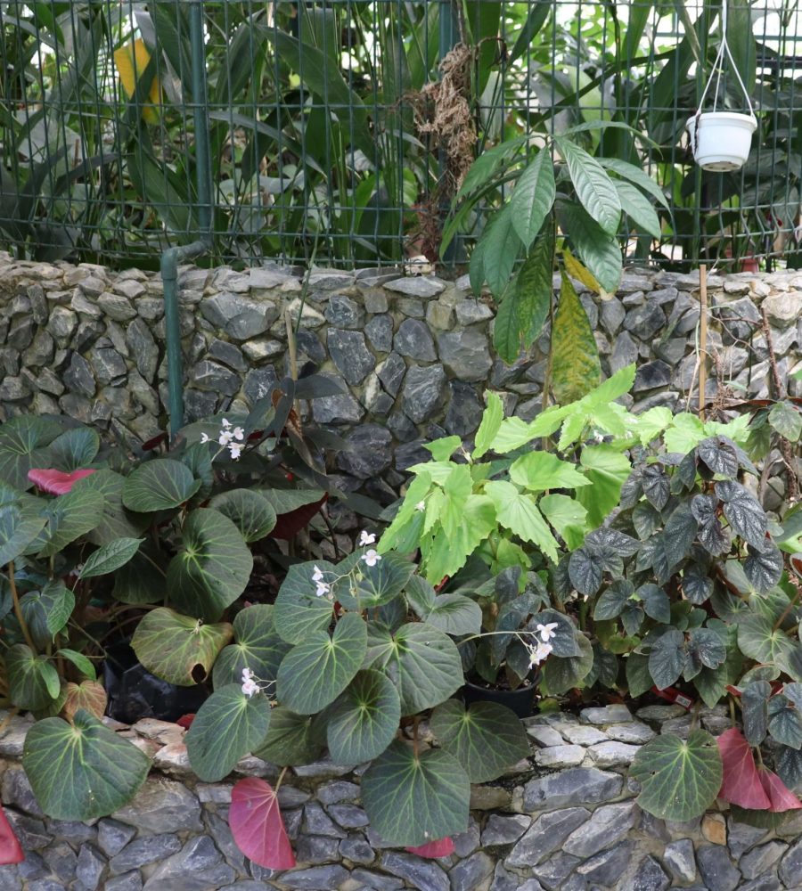 Begonia (Begoniaceae) collection inside the greenhouse
