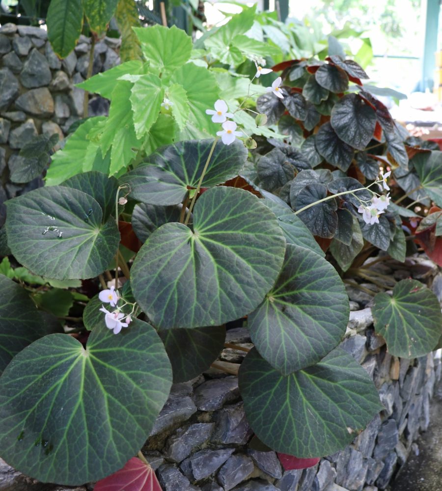 Begonia flowering inside the greenhouse