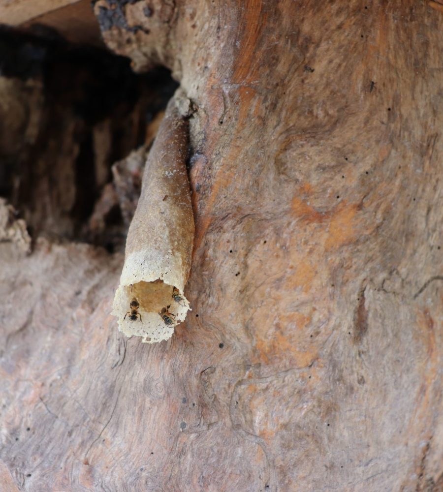 Entrance tube of Heterotrigona itama stingless beehive