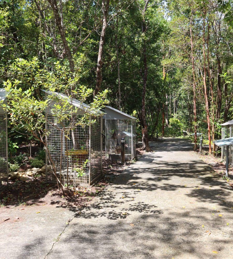 Stingless bee collection inside the garden