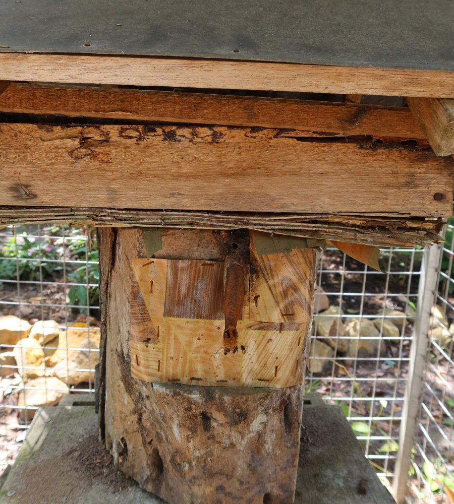 One of the Heterotrigona itama beehives