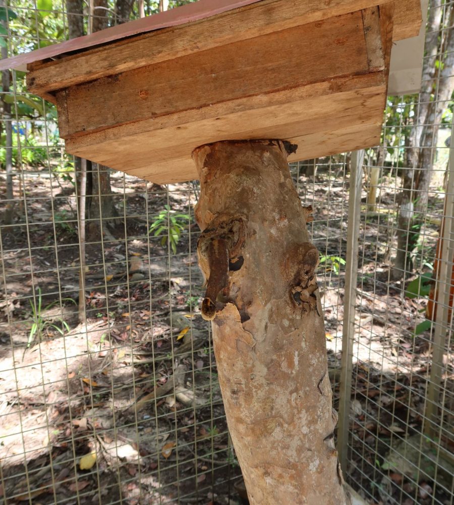 One of the Heterotrigona itama beehives