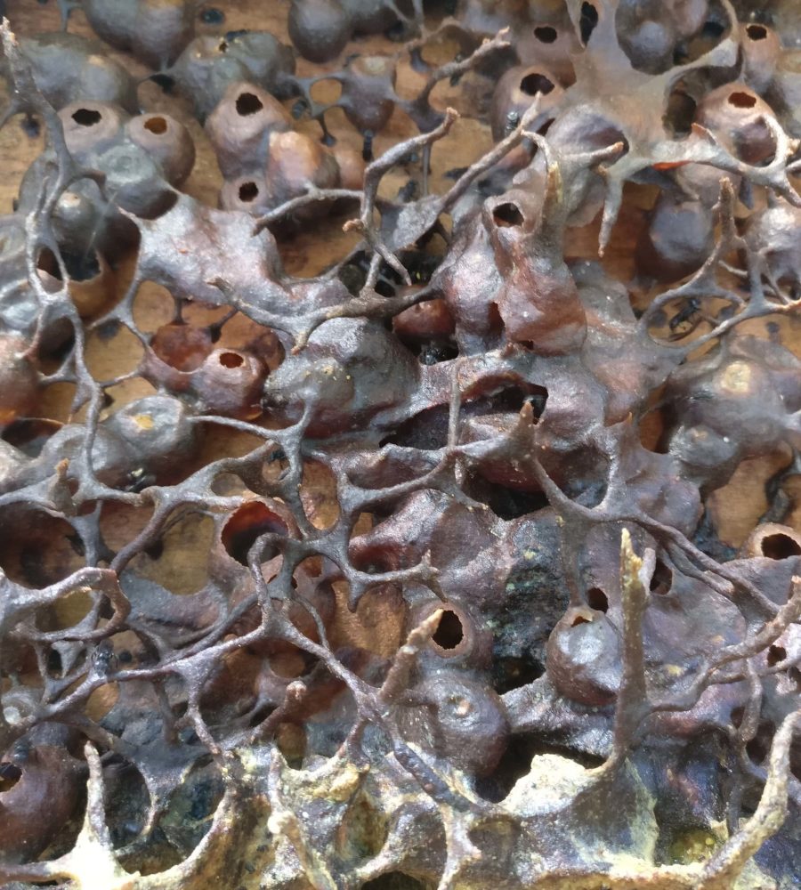 Propolis of the Heterotrigona itama beehive