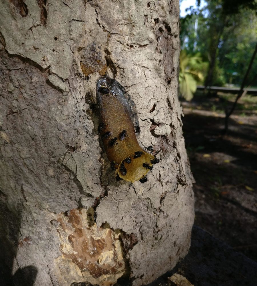 Entrance tube of Heterotrigona itama stingless beehive
