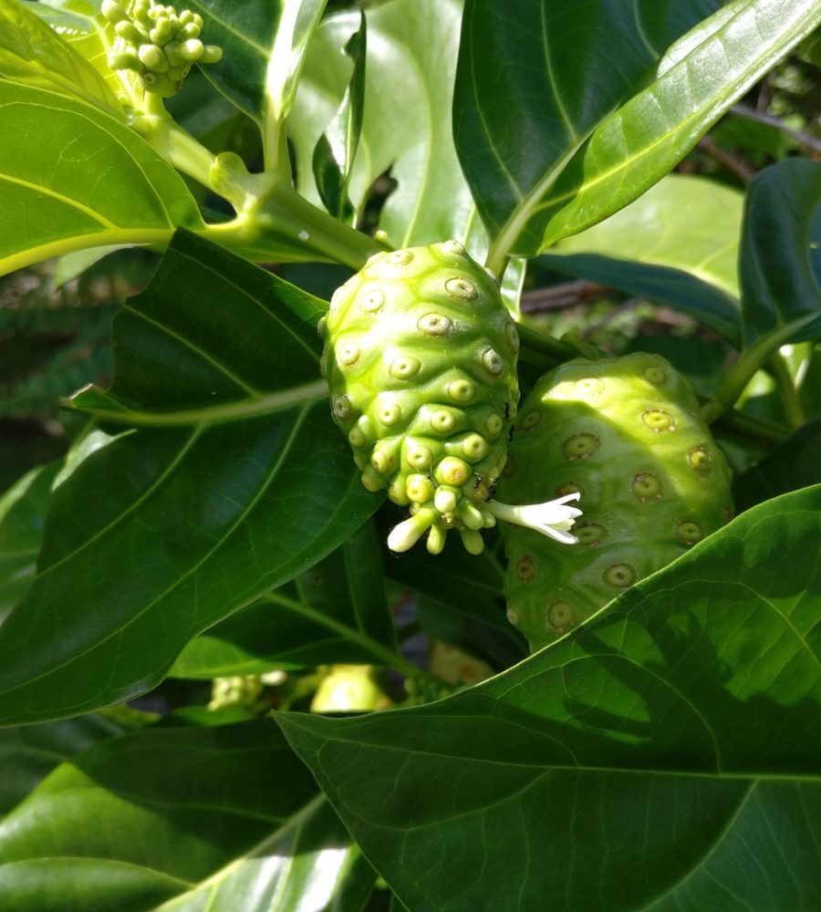 Fruits of Morinda citrifolia (Mengkudu)