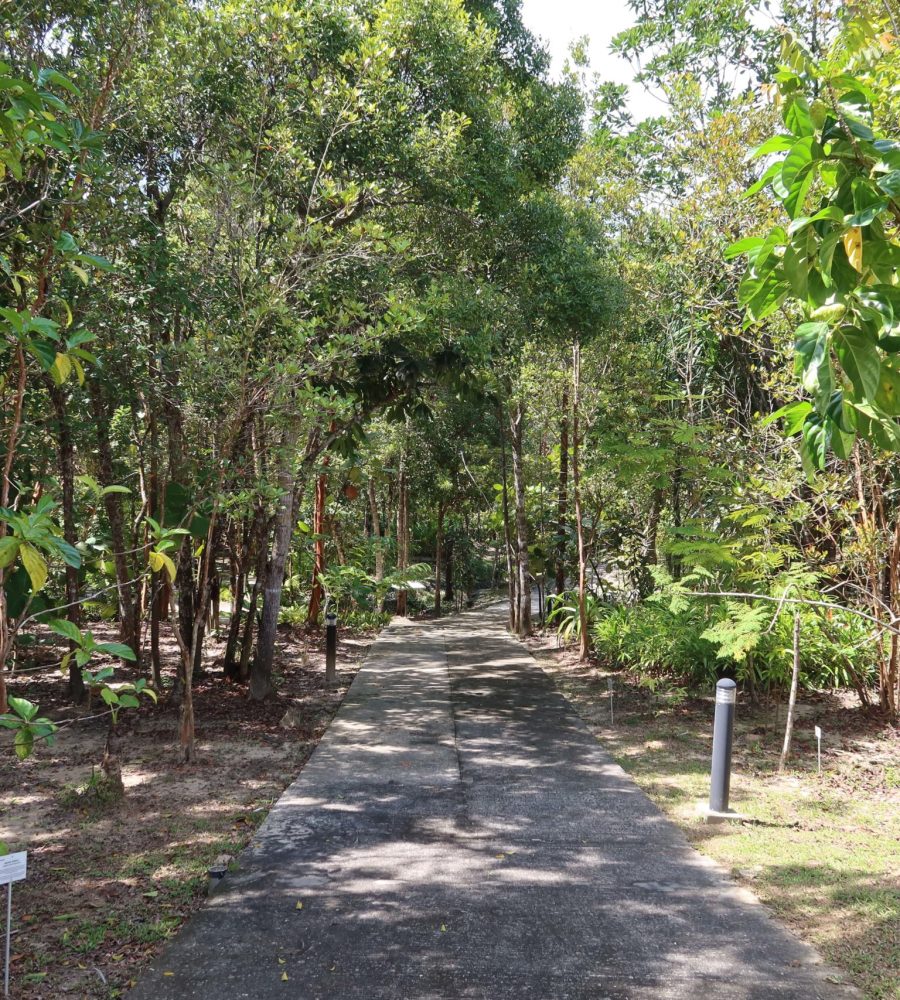 Pathway within the Medicinal Plant Zone
