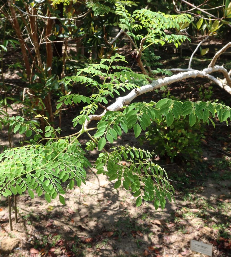 Plant of Moringa oleifera (Merunggai)