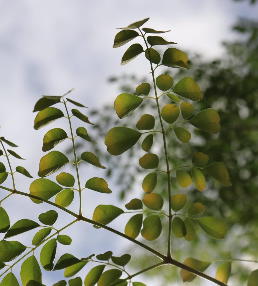 Close-up view of the leaves of Moringa oleifera