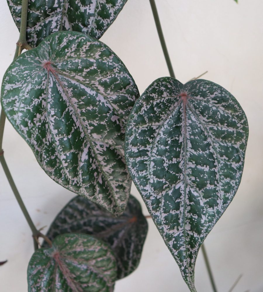 Plant of Piper ornatum (Sirih Merah)