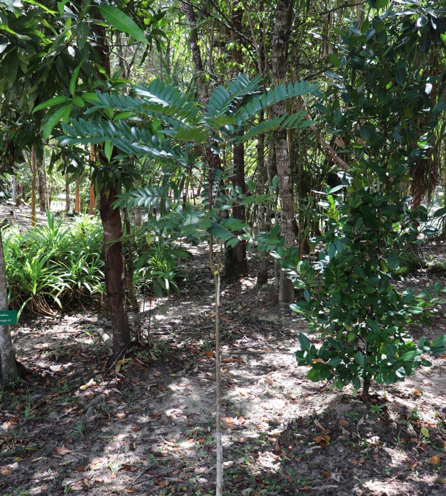 Plant of Eurycoma longifolia (Tongkat Ali)