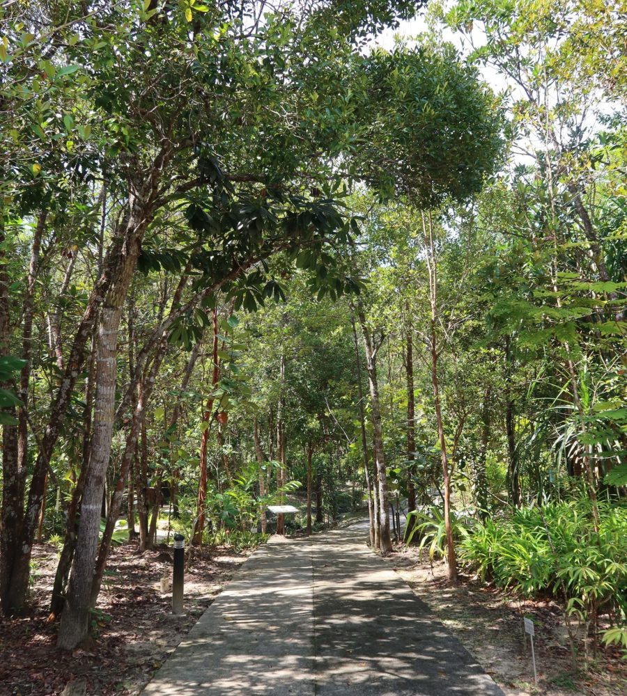 Pathway within the Medicinal Plant Zone