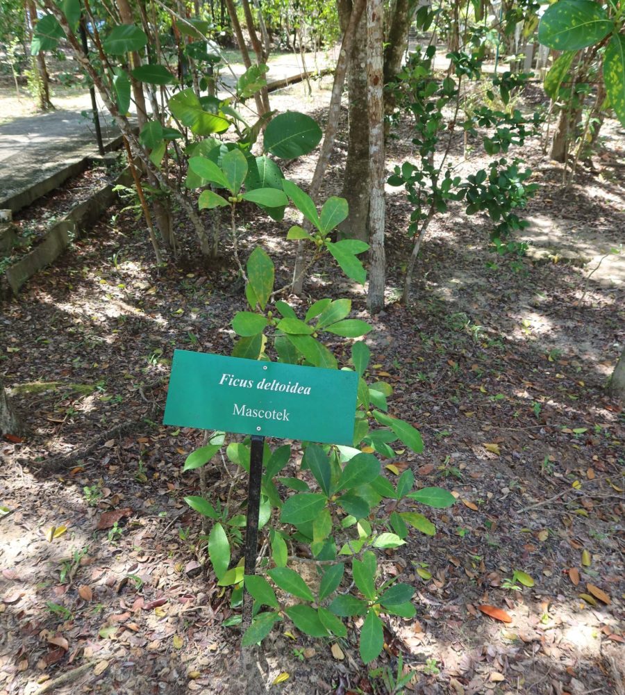Plant of Ficus deltoidea (Mascotek)