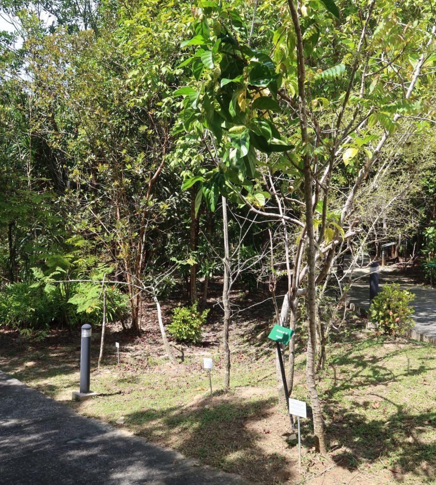 Overview of the Medicinal Plant Zone