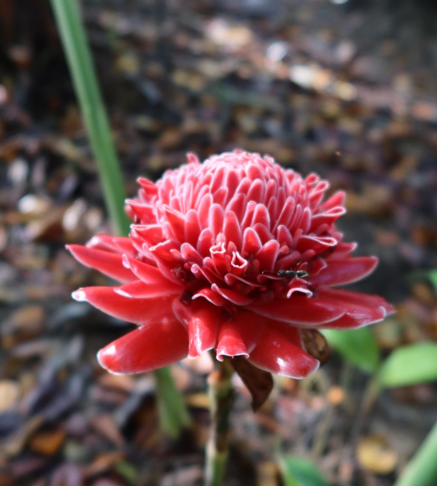 Flower of Etlingera elatior (Kantan)