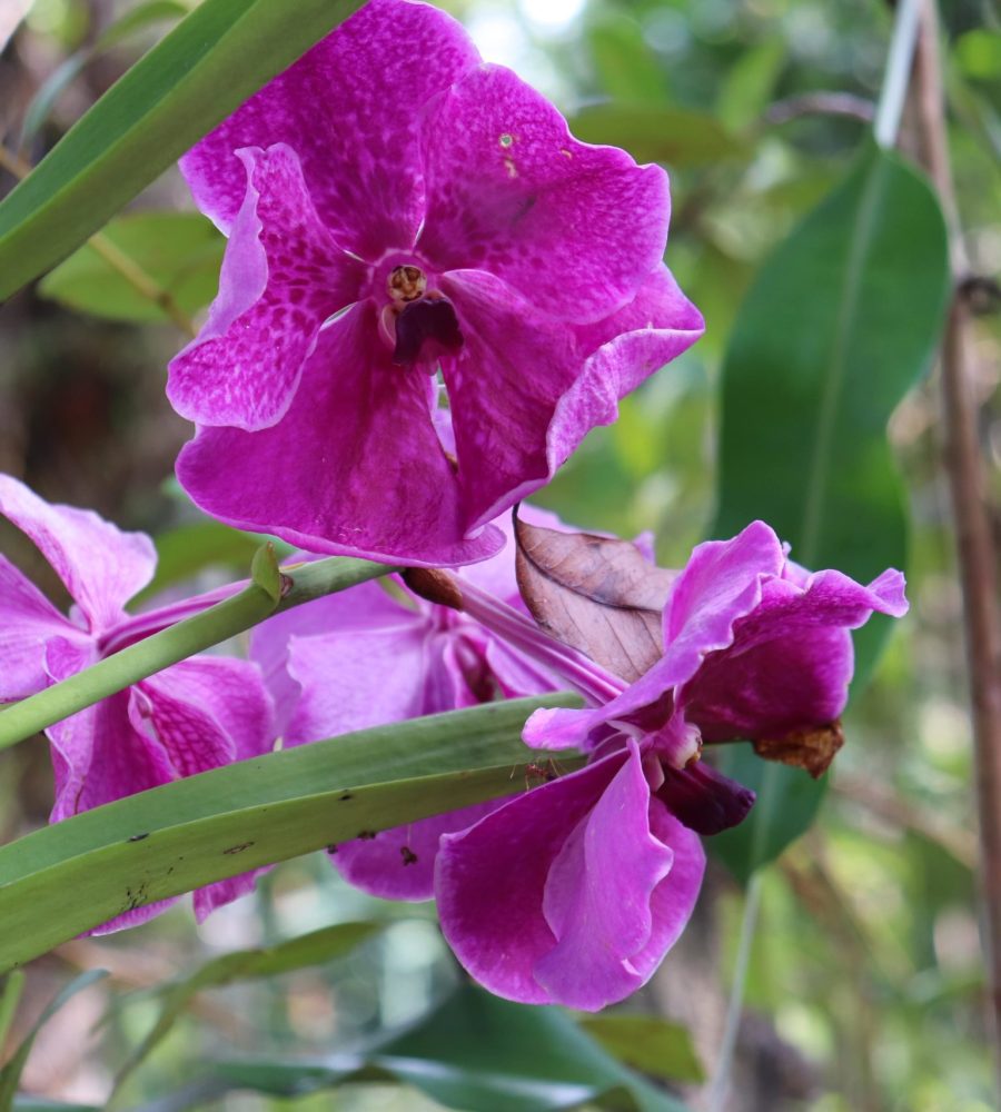 Flower of Vanda sp.
