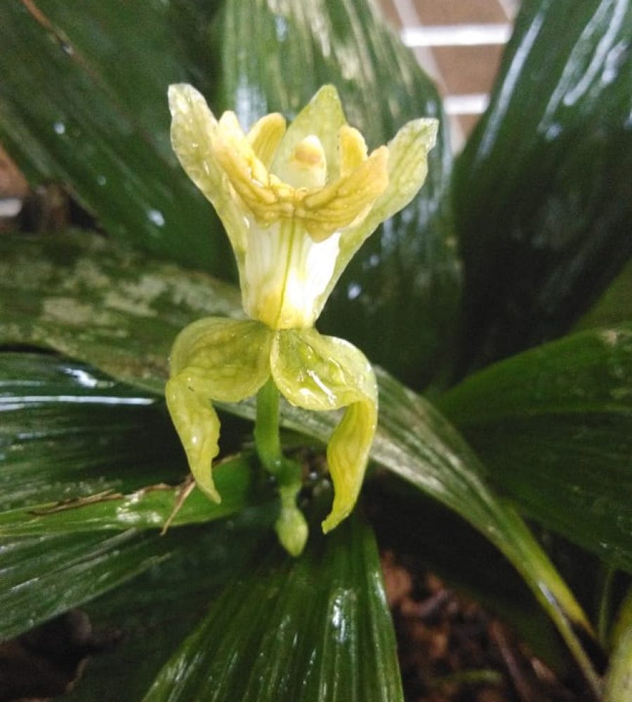 Flower of Claderia viridiflora