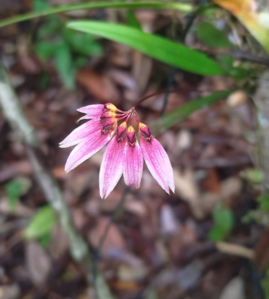 Flower of Bulbophyllum sp.