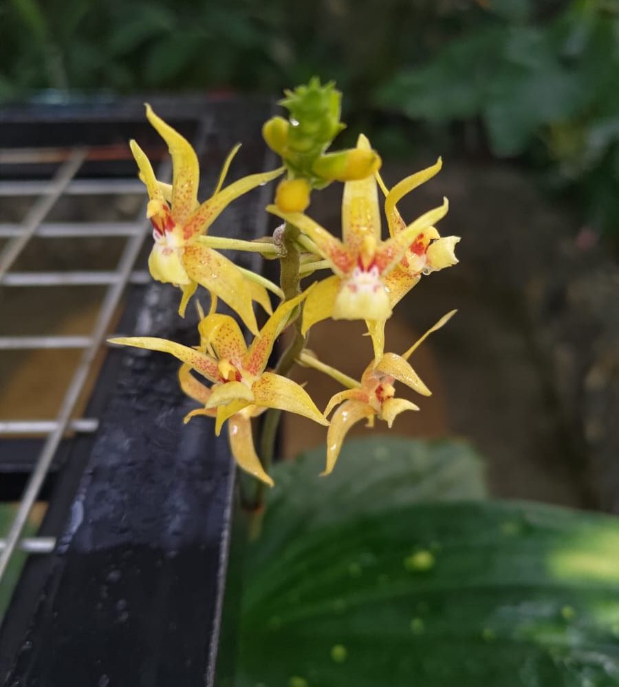 Flower of Plocoglottis acuminata