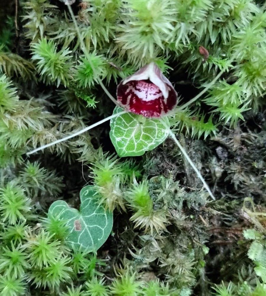 Plants of Corybas pictus