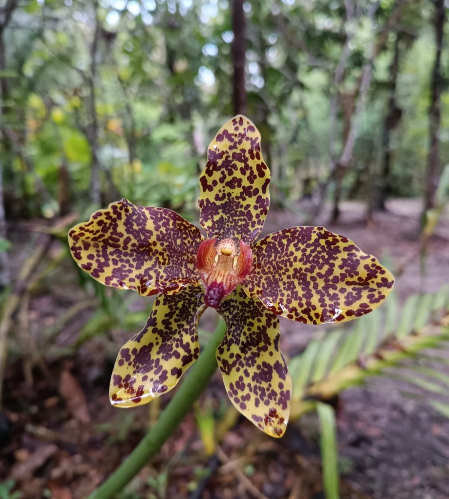 Flower of Grammatophyllum speciosum