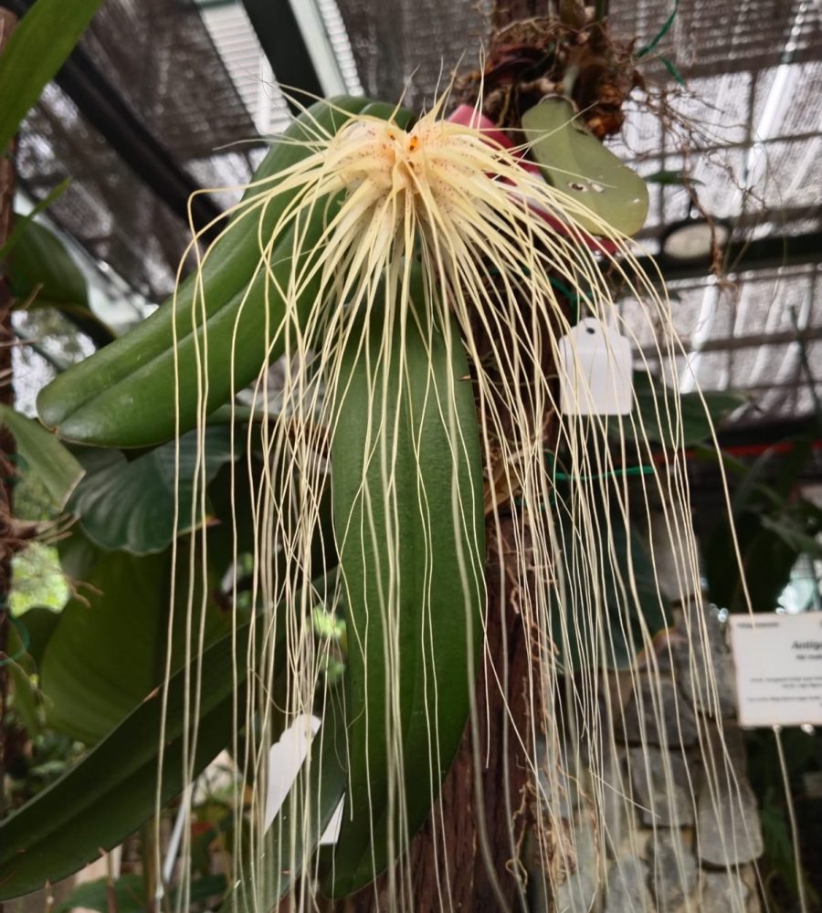 Plant of Bulbophyllum medusae