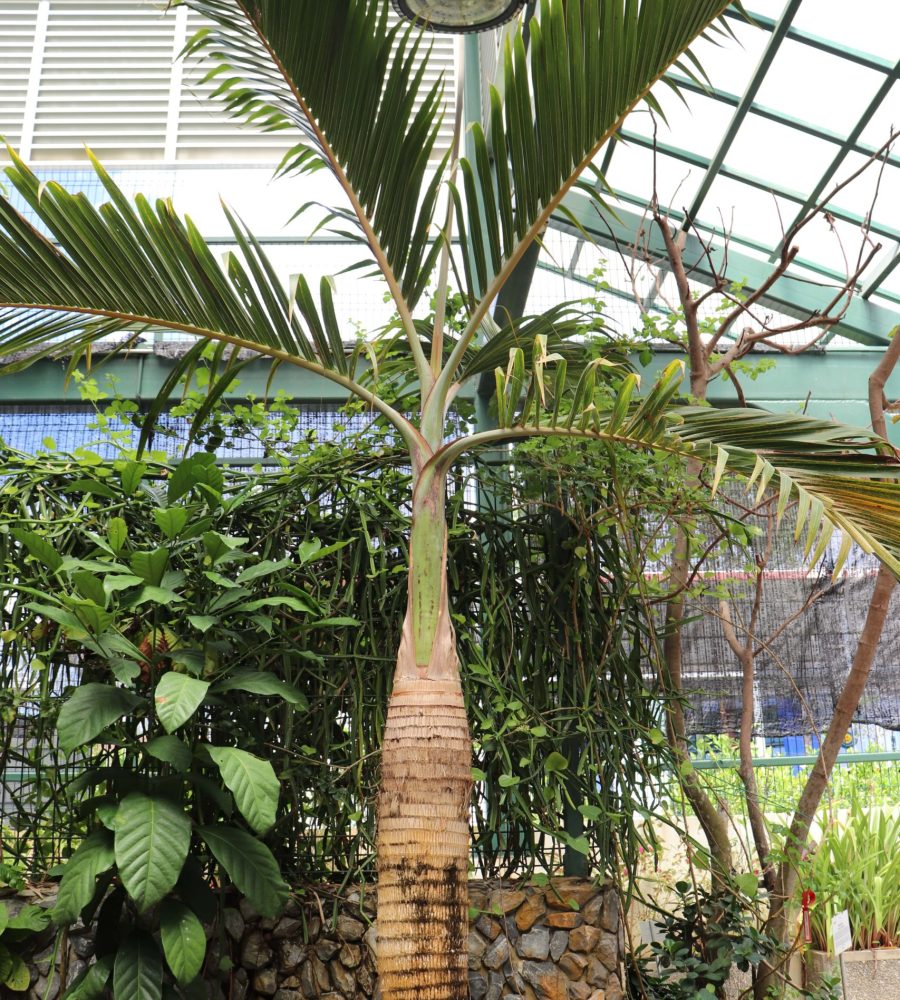 Palm, Hyophorbe indica (Bottleneck Palm)