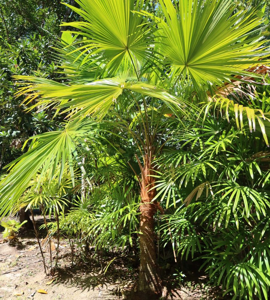Palm, Licuala species (Silad)