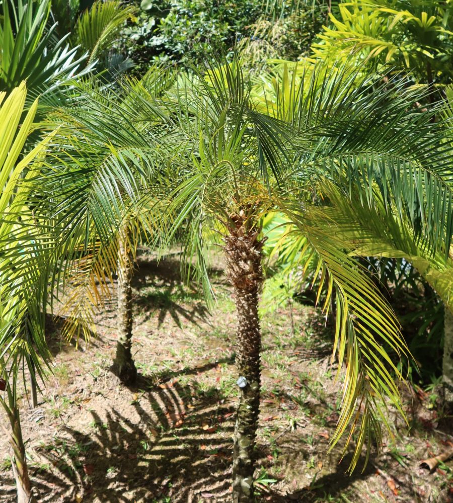 Palm, Phoenix roebelenii (Kurma Pigmi)