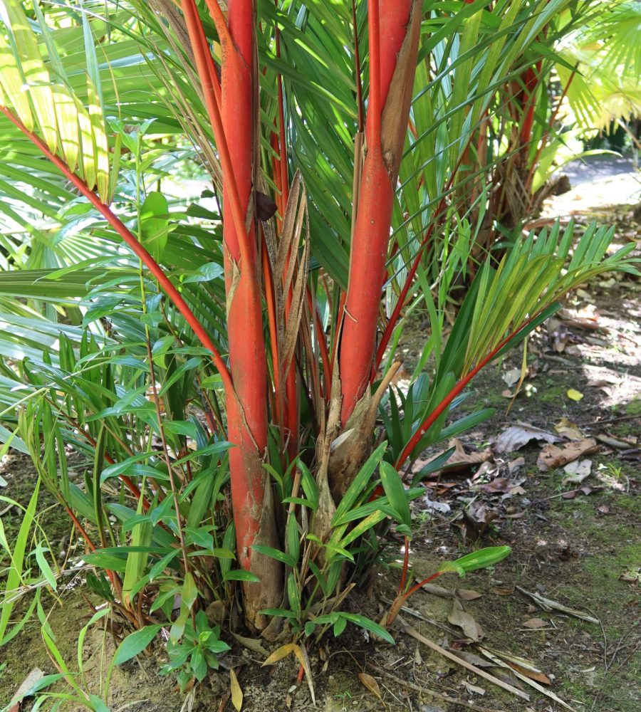 Palm, Cyrtostachys renda (Malawaring)