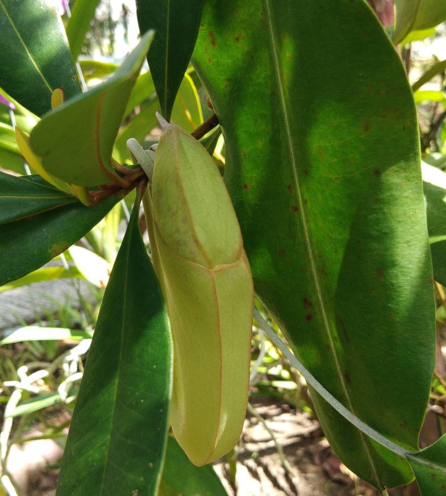 Unopened pitcher of Nepenthes rafflesiana