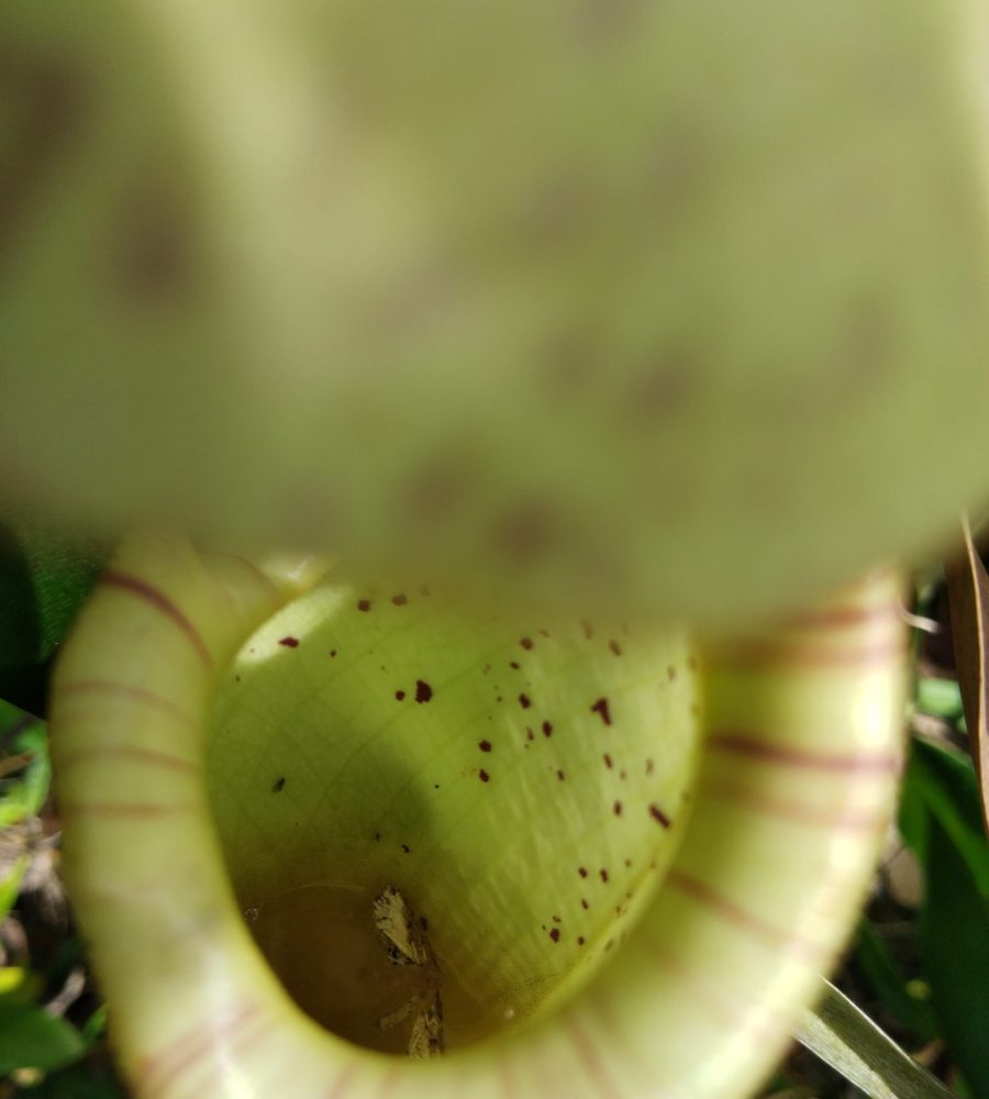 Inside view of the pitcher plant
