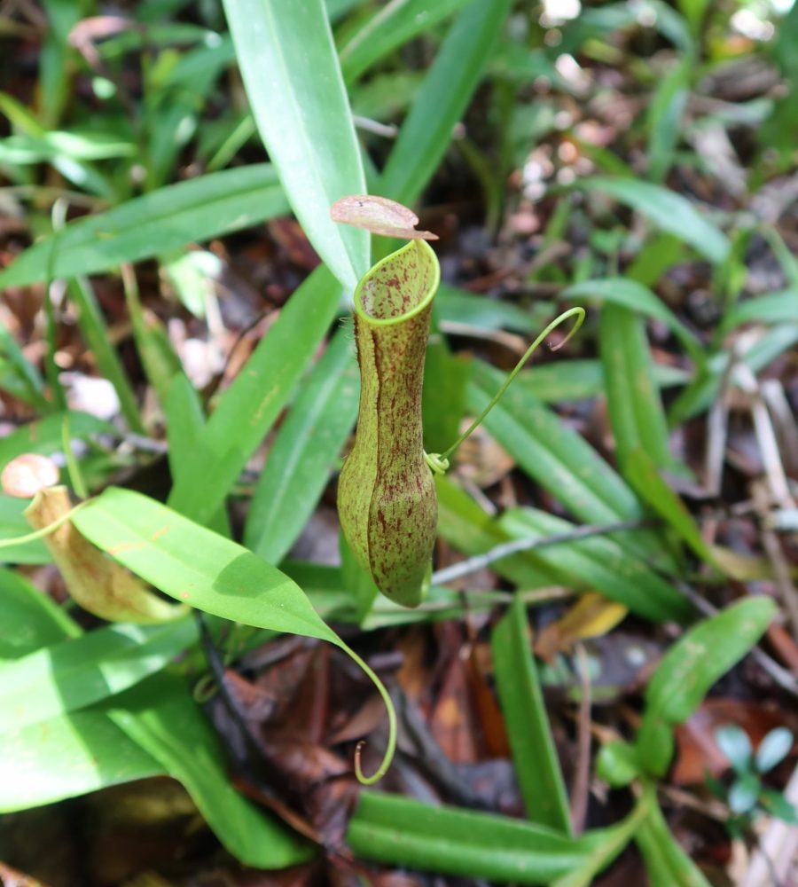 Terresterial pitcher of Nepenthes rafflesiana
