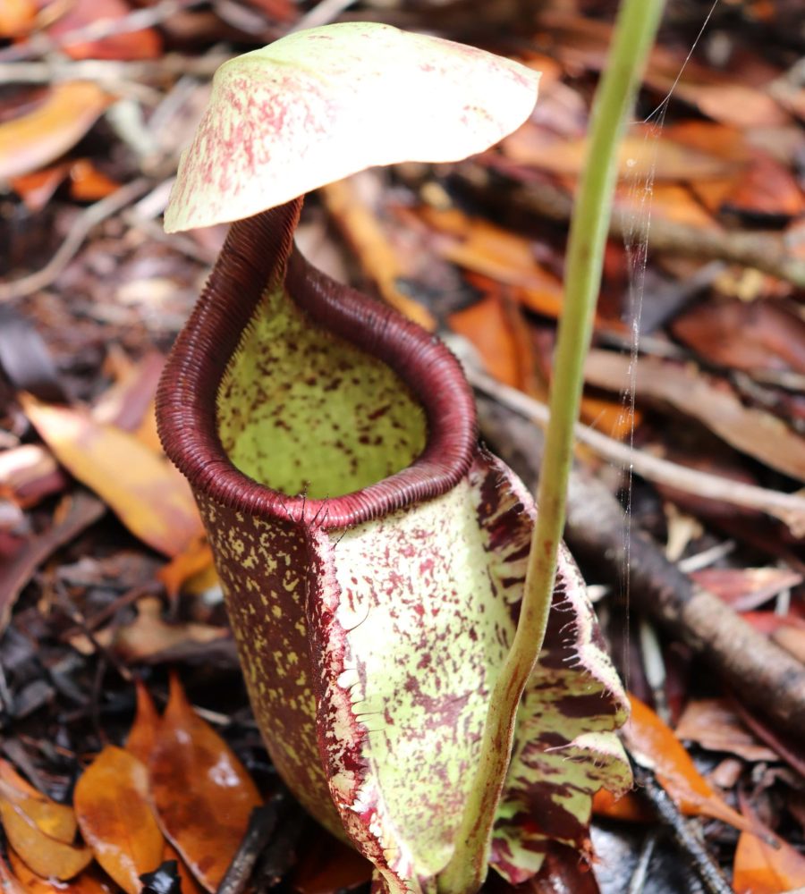 Aerial pitcher of Nepenthes gracilis