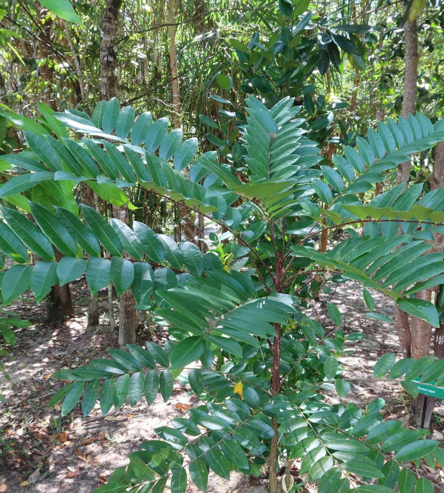 Plant of Eurycoma longifolia (Tongkat Ali)