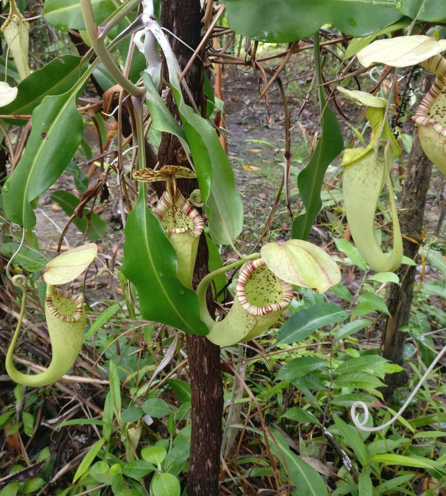 Aerial pitchers of the Nepenthes rafflesiana (Sumboi-Sumboi)