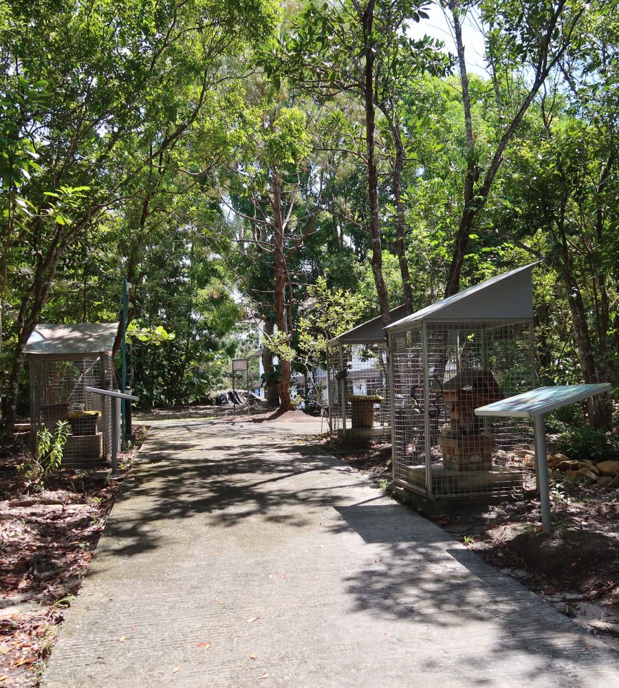 Singless bee collection inside the garden